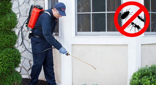 Hopa Pire İlaçlama böcek ilaçlama ve haşere kontrolü — ilaclama-tr.com